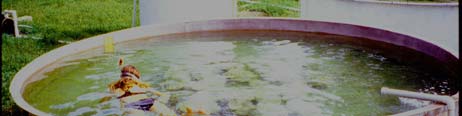 Mesocosm tanks with water and fish