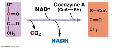 Pyruvate processing to acetyl CoA