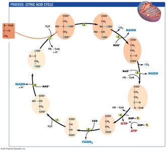 Citric acid cycle diagram