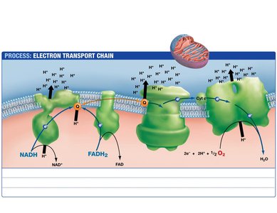 Electron transport chain complexes