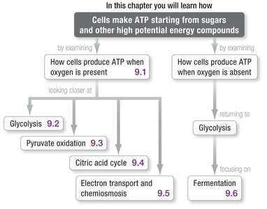 Chapter roadmap for ATP production