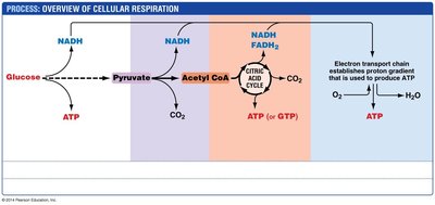 Overview of cellular respiration