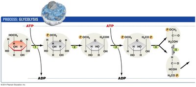 Glycolysis energy investment phase