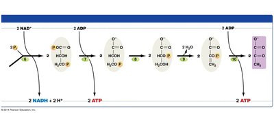 Glycolysis energy payoff phase