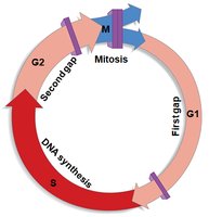 General Biology Cell Cycle Study Guide: Key Phases & Mitosis | Notes