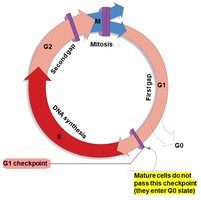 General Biology Cell Cycle Study Guide: Key Phases & Mitosis | Notes