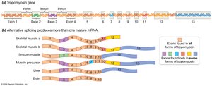Alternative splicing of the tropomyosin gene