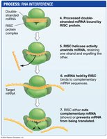RNA interference process