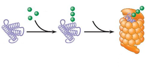 Ubiquitin-proteasome pathway