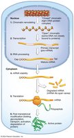 Overview of gene regulation in eukaryotes