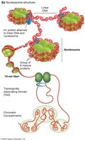 Nucleosome structure