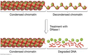 Condensed vs. decondensed chromatin and DNase treatment