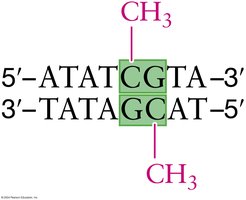 DNA methylation at CpG sites