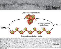 Histone acetylation and chromatin decondensation
