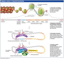 Model of transcription initiation in eukaryotes