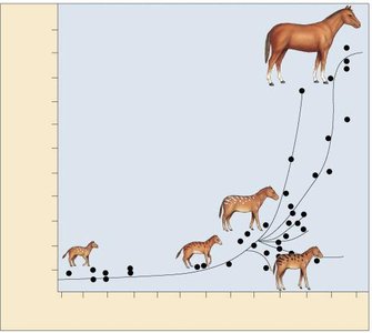 Elephant phylogenetic tree