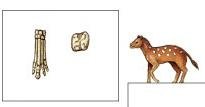 Horse evolution fossil record