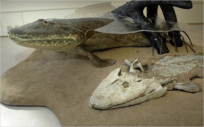 Tiktaalik fossil and model