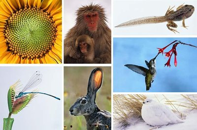 Lamarck vs Darwin giraffe evolution