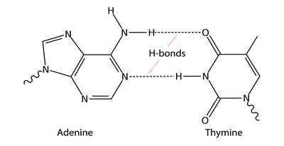 Hydrogen bonds between adenine and thymine in DNA