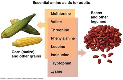 Essential amino acids from grains and legumes