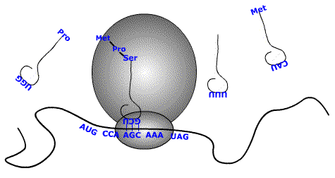 Suspension feeder: whale