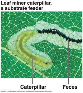 Substrate feeder: caterpillar