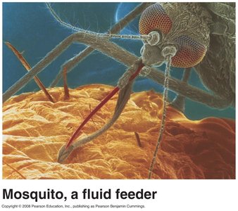 Fluid feeder: mosquito