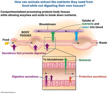 Compartmentalized digestion and absorption