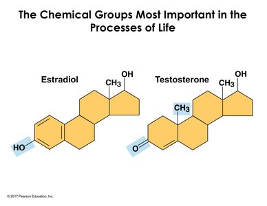 Estradiol and testosterone structures highlighting functional group differences