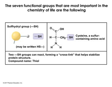 Sulfhydryl group structure and example