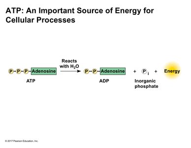 ATP hydrolysis reaction and energy release