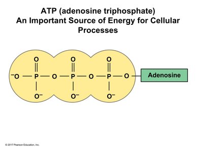 ATP structure with three phosphate groups