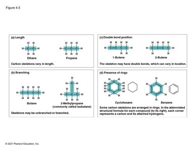Examples of carbon skeleton diversity: length, branching, double bonds, rings