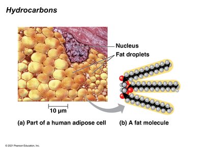 Human adipose cell and fat molecule structure