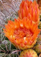 Flowering cactus plant
