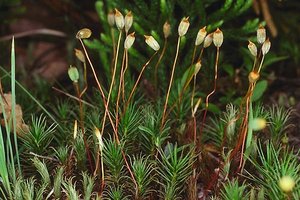 Polytrichum moss with sporophytes