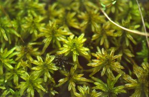 Sphagnum moss gametophyte generation