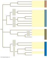 Phylogenetic tree of major eukaryotic groups including plants