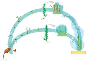 Moss life cycle showing fertilization within archegonium