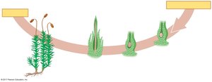 Moss life cycle showing mature sporophyte and meiosis