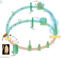 Complete moss life cycle with alternation of generations