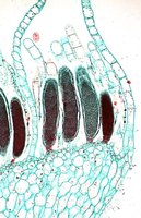 Moss gametophyte with antheridia and sperm