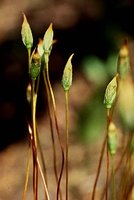 Moss sporophyte generation with capsule and spores