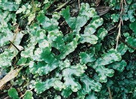 Marchantia liverwort thallus