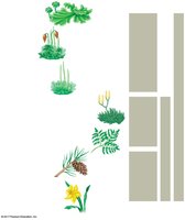 Phylogenetic tree showing major plant groups and evolutionary events