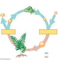 Diagram of alternation of generations in plants