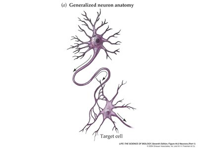 Generalized neuron anatomy