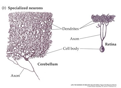 Specialized neurons in cerebellum and retina