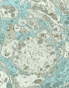 Functions of glia in the nervous system